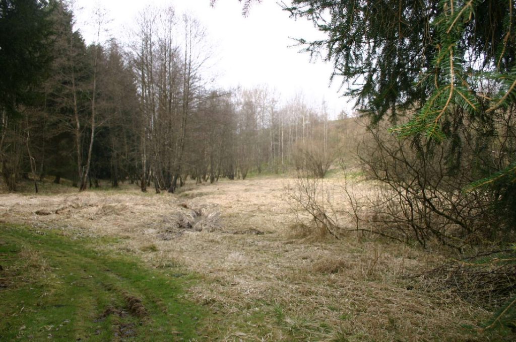 Waldlichtung am Altenreiter Graben © Wildland-Stiftung Bayern