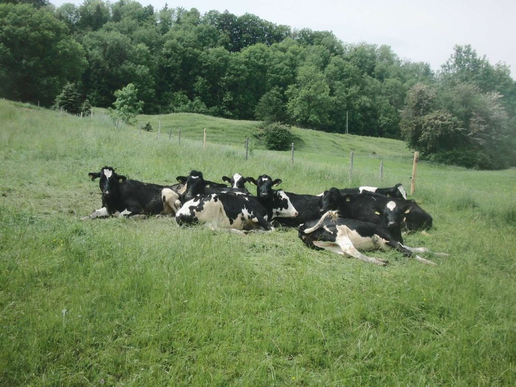Viehweide © Wildland-Stiftung Bayern